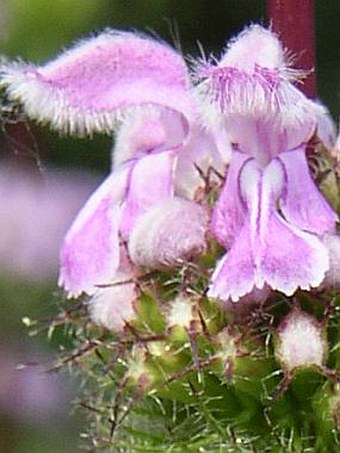 Phlomoides tuberosa