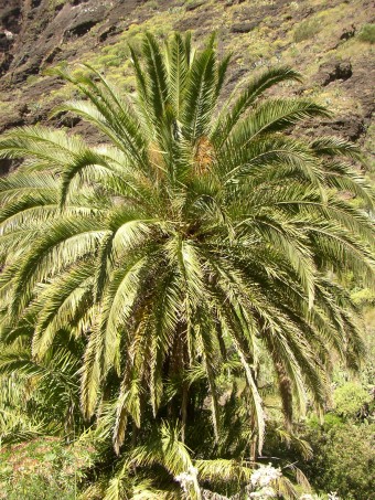 Phoenix canariensis