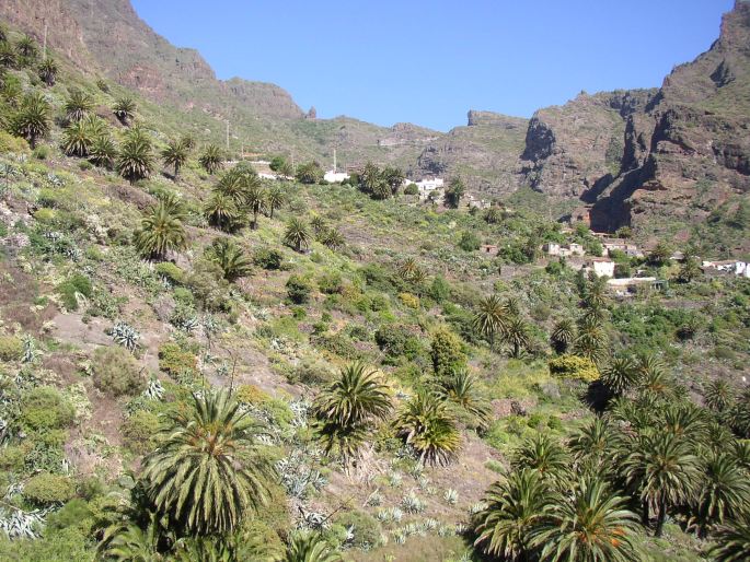 Phoenix canariensis