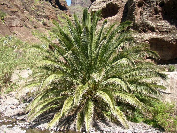 Phoenix canariensis