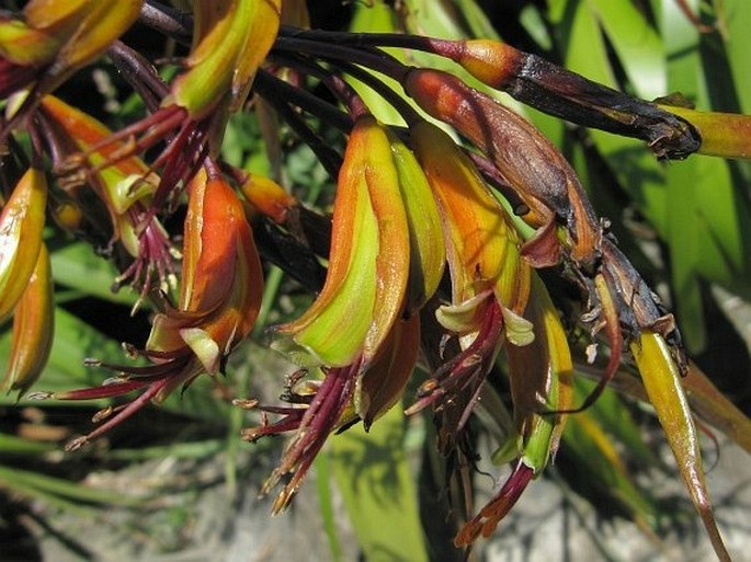 Phormium colensoi