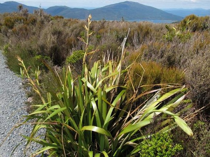 Phormium colensoi