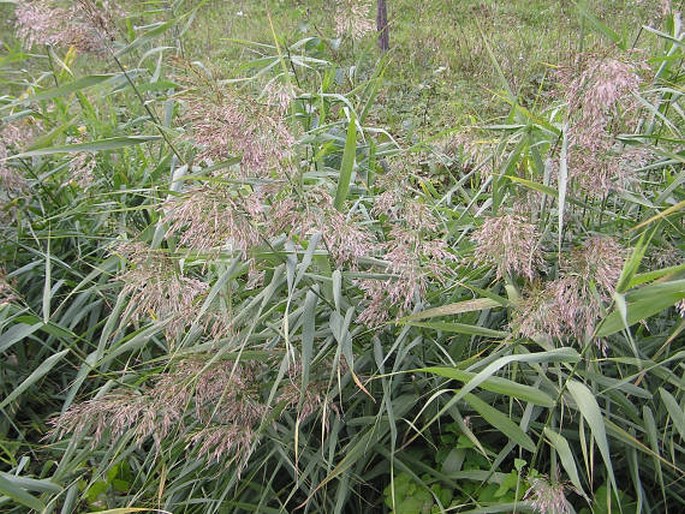 PHRAGMITES AUSTRALIS (Cav.) Steud. – rákos obecný / trsť obyčajná