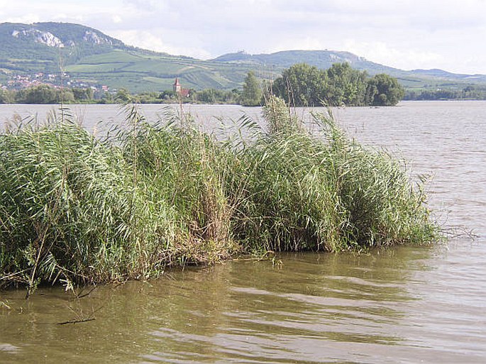 Phragmites australis