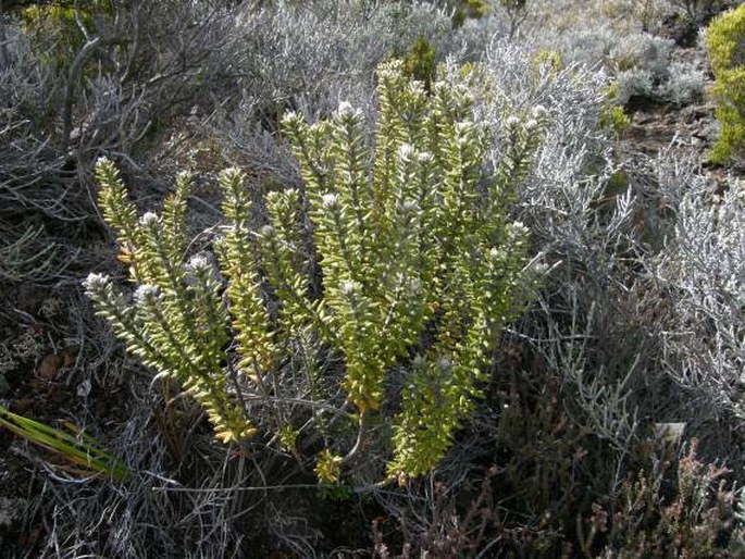 Phylica nitida