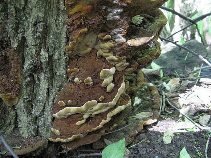 PHYLLOPORIA RIBIS (Schumach.) Ryvarden - ohňovec rybízový