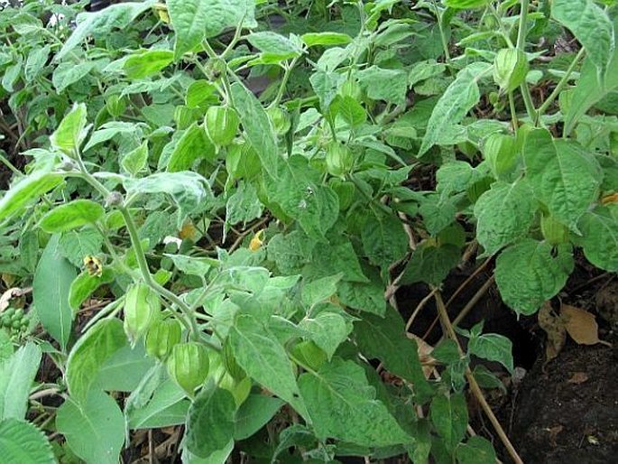 Physalis peruviana