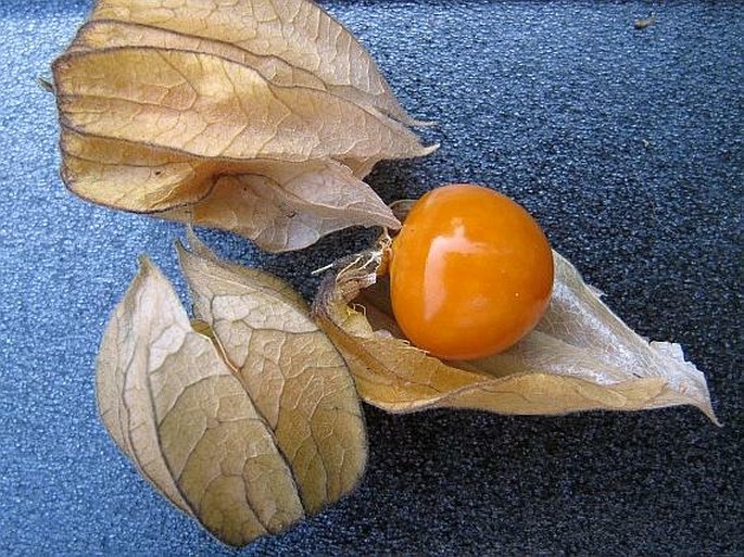 Physalis peruviana