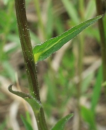 Phyteuma orbiculare subsp. orbiculare