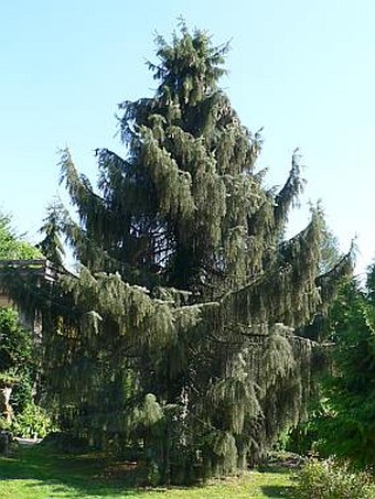 Picea breweriana