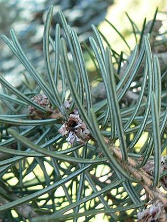 Picea breweriana