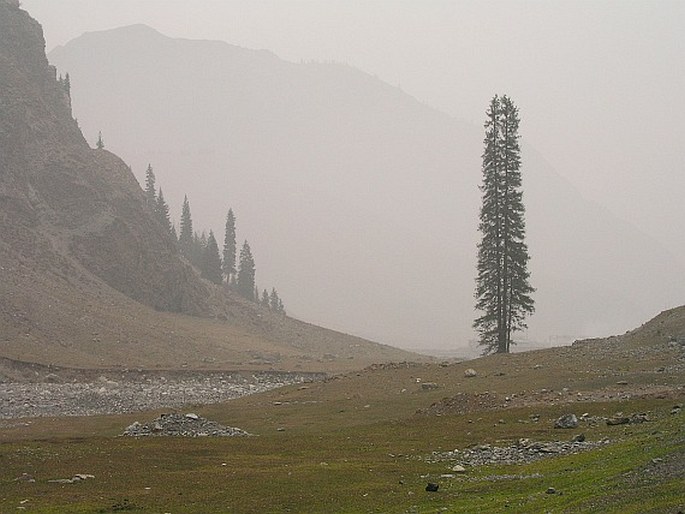 PICEA SCHRENKIANA Fischer et C. A. Meyer – smrk Schrenkův / smrek