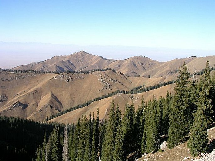 Picea schrenkiana