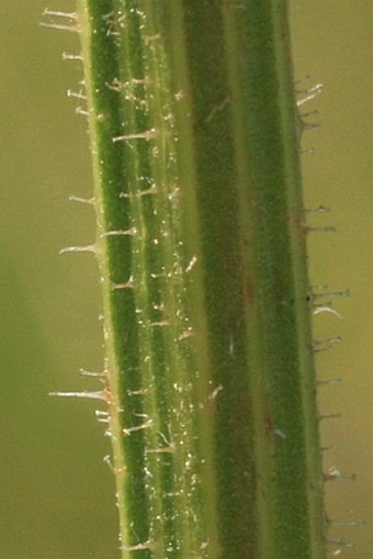 Picris hieracioides