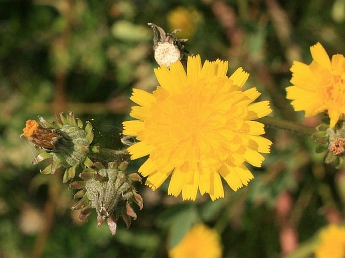 PICRIS HIERACIOIDES L. - hořčík jestřábníkovitý / horčík jastrabníkovitý