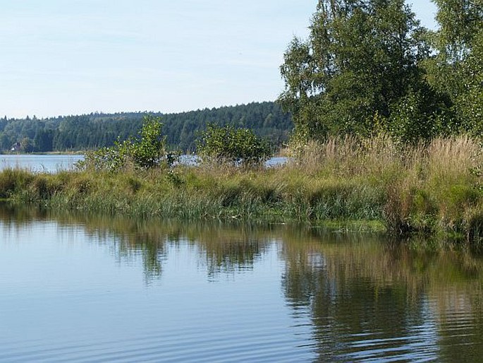 Pilularia globulifera