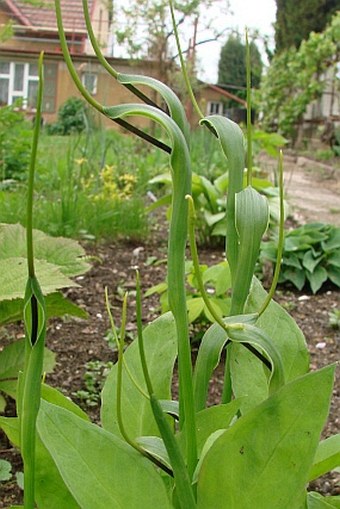 Pinellia ternata