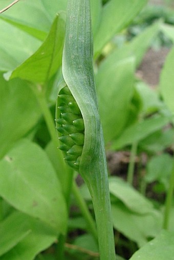 Pinellia ternata