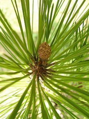 Pinus densiflora