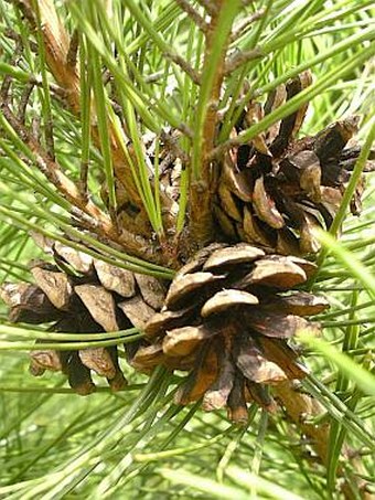 Pinus densiflora