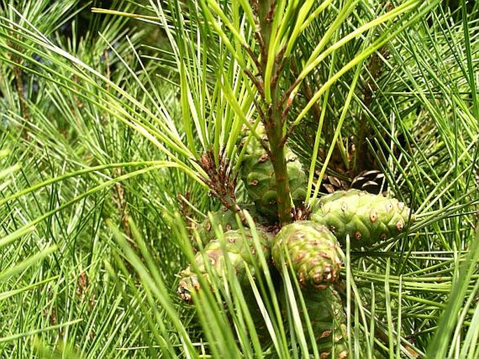 Pinus densiflora