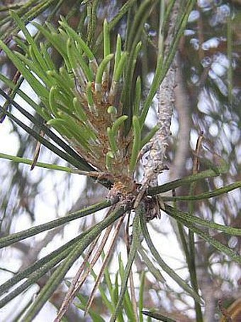 Pinus pinea