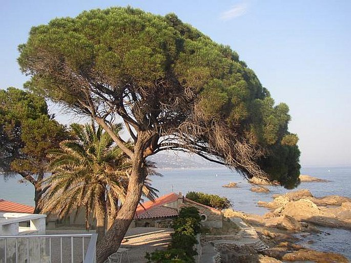 Pinus pinea