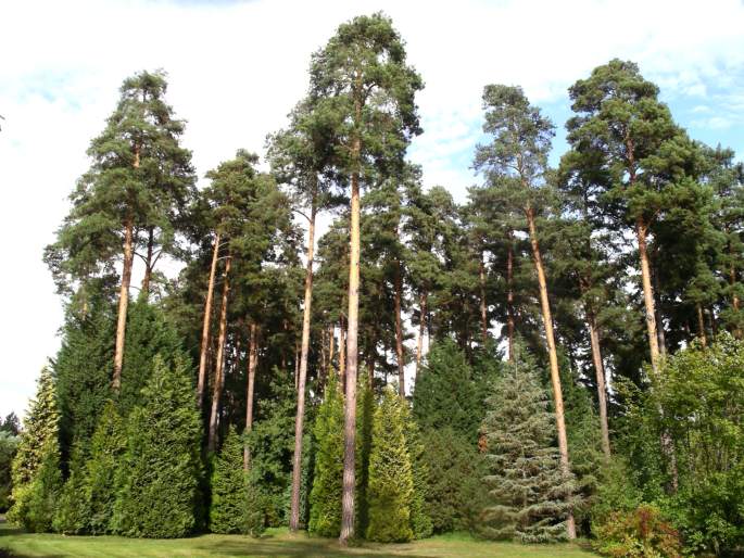 PINUS SYLVESTRIS L. – borovice lesní (sosna) / borovica lesná