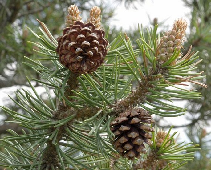 Pinus uncinata subsp. uliginosa