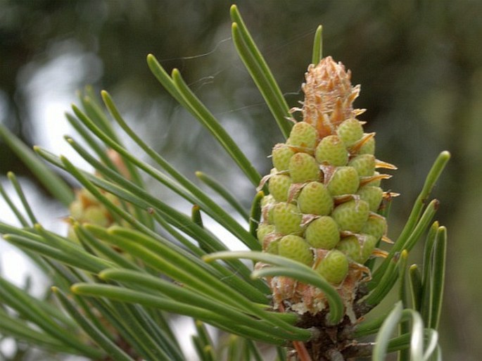 Pinus uncinata subsp. uliginosa