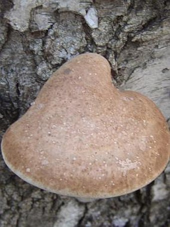 Piptoporus betulinus