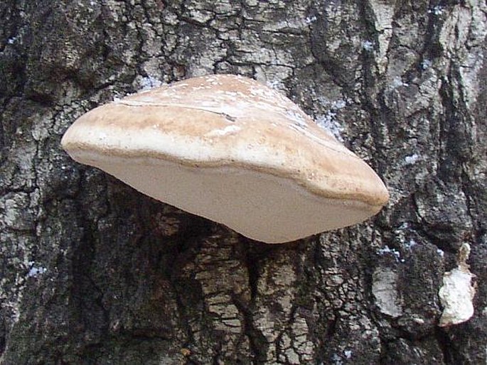 Piptoporus betulinus