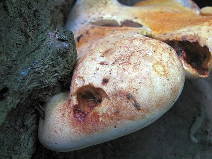 Piptoporus quercinus