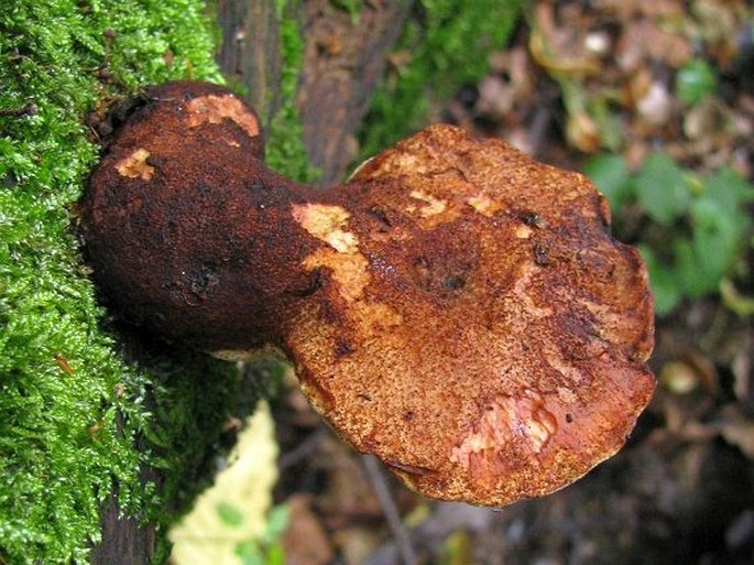 Piptoporus quercinus