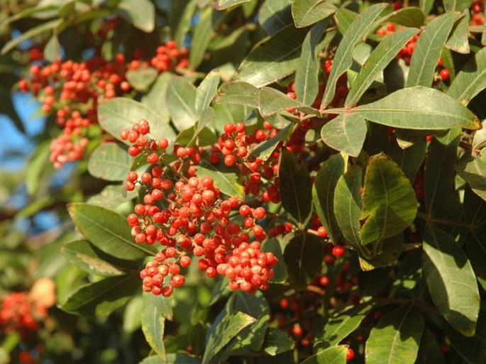 PISTACIA ATLANTICA Desf. - řečík / pistácia