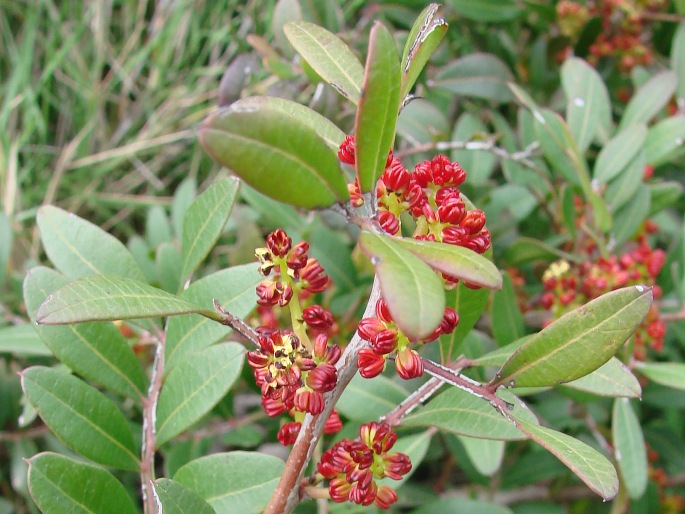 Pistacia lentiscus