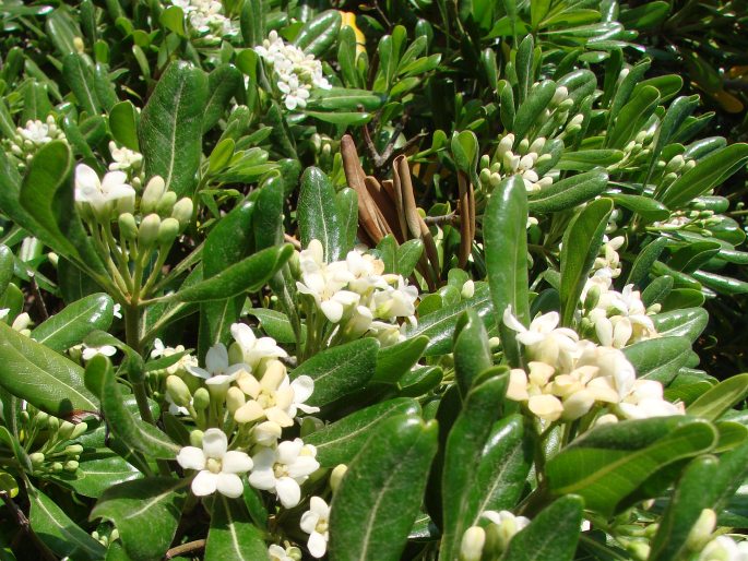 Pittosporum tobira