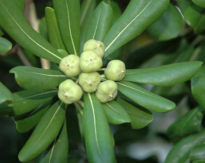 Pittosporum tobira