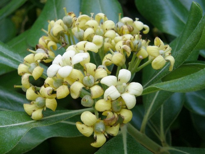 Pittosporum tobira