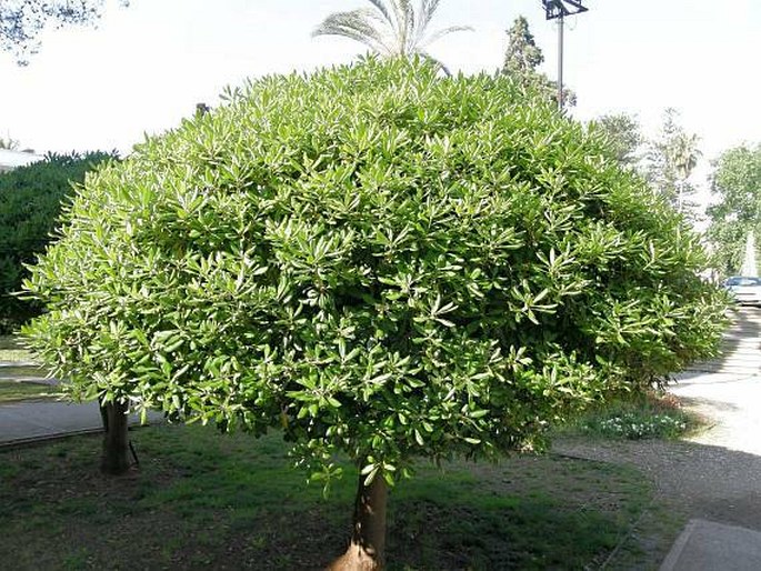 Pittosporum tobira