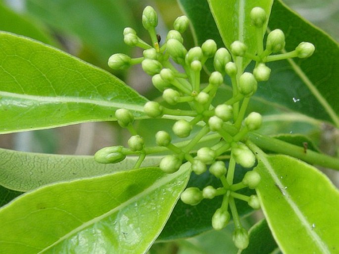 Pittosporum wrightii