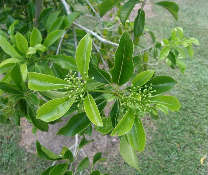 Pittosporum wrightii