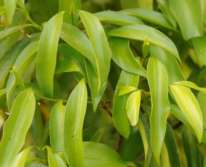 Pittosporum wrightii