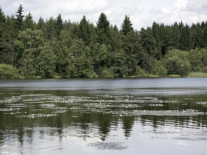 Pláničský rybník – přírodní rezervace