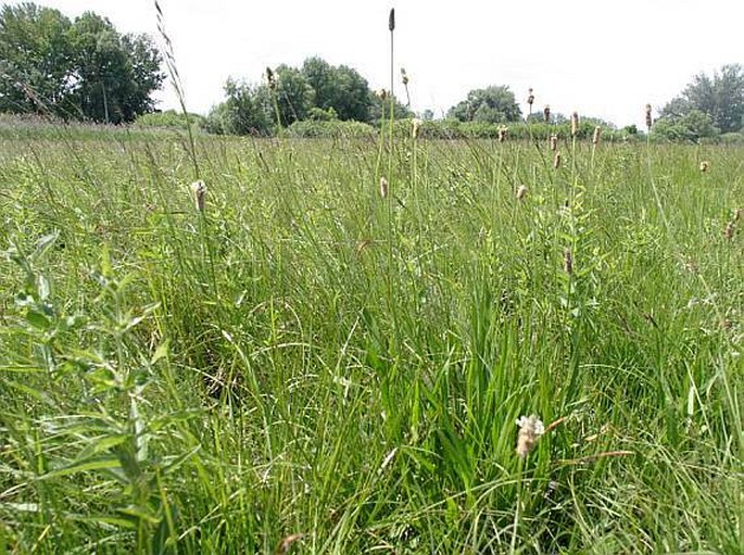 Plantago altissima