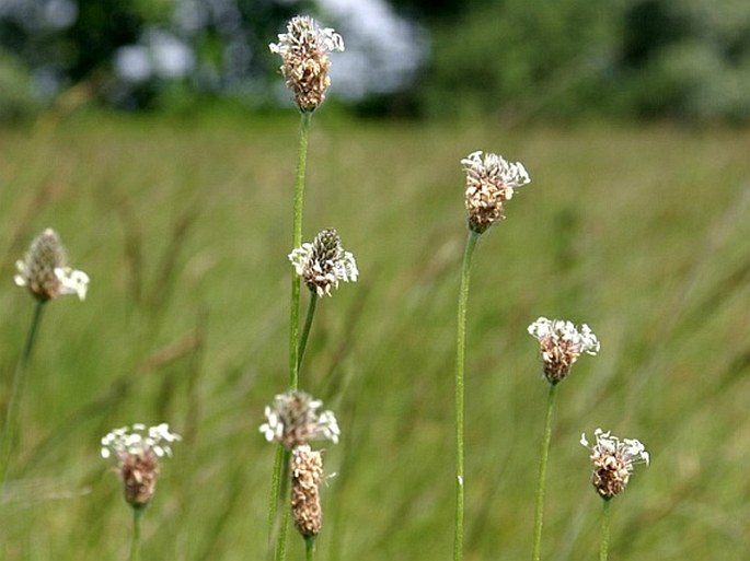 Plantago altissima