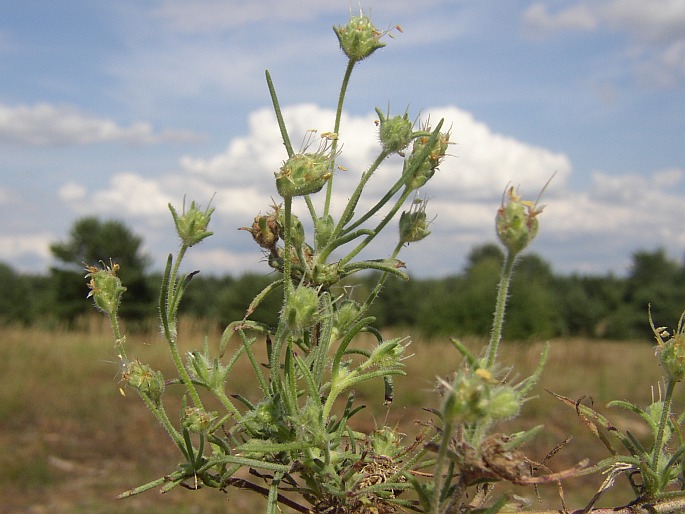 Plantago indica