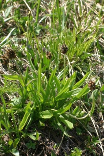 Plantago atrata subsp. carpatica