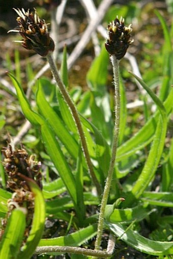 Plantago atrata subsp. carpatica