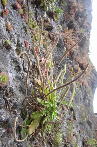 Plantago coronopus